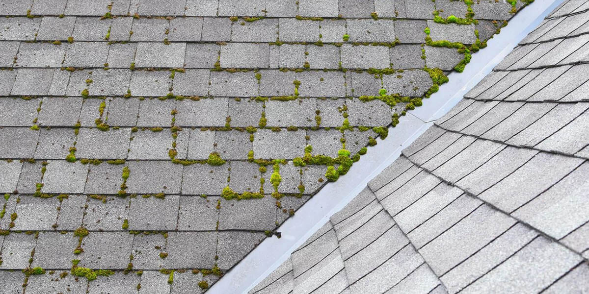 How to Remove Mold From Roof Shingles Featured Image